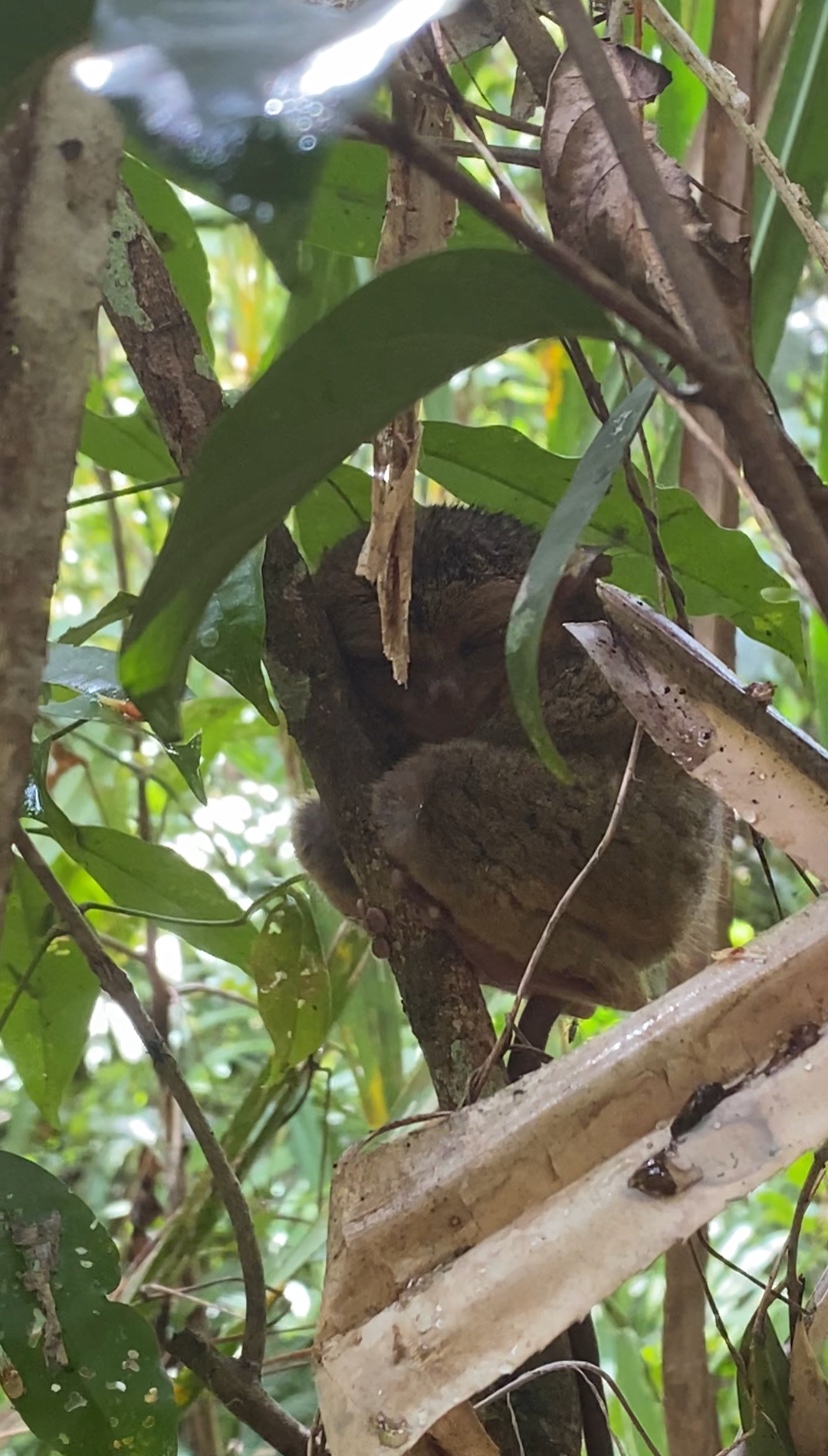 Day 74 & 75 – Bohol